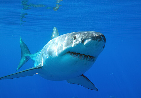 Ученые: некоторые акулы живут 400 лет