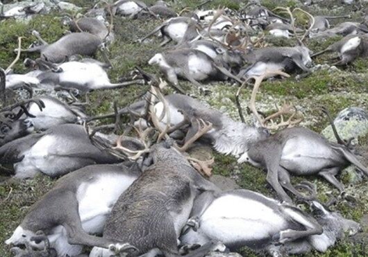 В Норвегии от удара молнии погибли 323 оленя