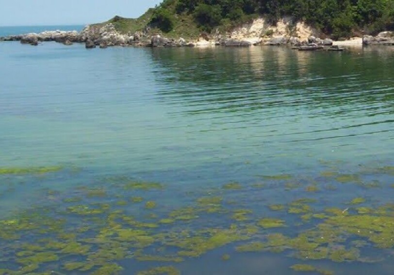Минэкологии: В озере Сарысу не выявлены факты массового мора рыбы