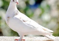Ученые доказали способность голубей читать слова