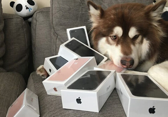 Сын китайского миллиардера купил своей собаке восемь iPhone 7
