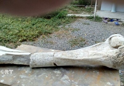 В Физули найдена кость доисторического слона (Фото)