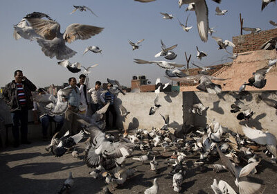В Индии задержали 150 голубей по подозрению в шпионаже