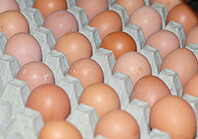 Куриные яйца могут защитить от рака груди