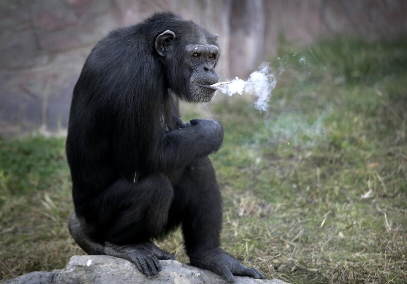 Посетителей зоопарка в Пхеньяне развлекает шимпанзе-курильщица (Фото-Видео)