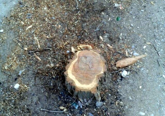 Ужесточаются штрафы за незаконную вырубку деревьев – в Азербайджане
