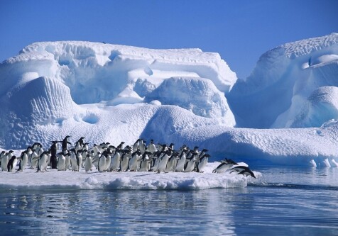 В Антарктике создадут самый большой в мире морской заповедник