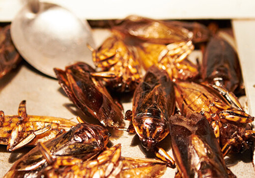 В Японии закрыли завод из-за обнаруженного в рыбных консервах таракана