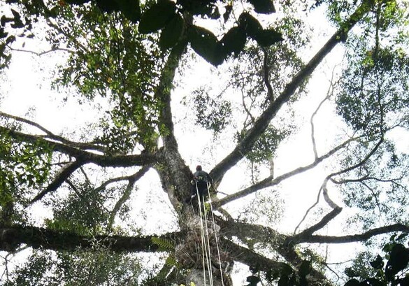 Обнаружено самое высокое тропическое дерево в мире