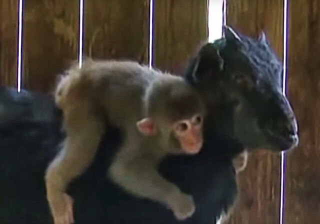 В Китае коза «удочерила» маленькую обезьянку (Видео)