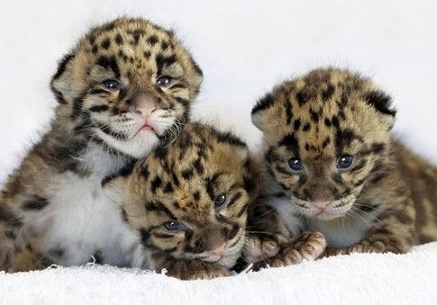 В национальных парках Азербайджана появились на свет 5 детенышей леопарда (Видео)