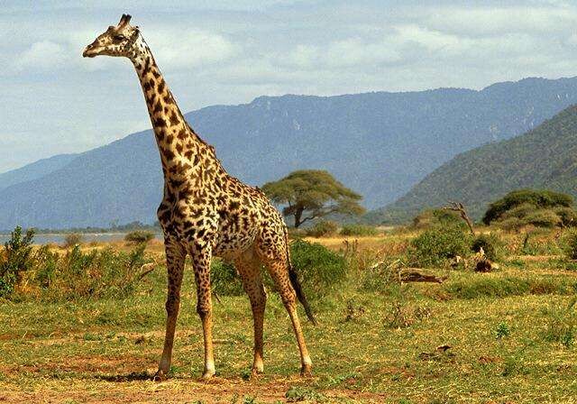 Жирафы могут исчезнуть с лица Земли‍ к концу столетия