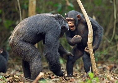 Ученые: обезьяны в будущем могут заговорить