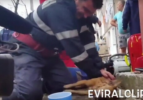 Румынский пожарный, ожививший собаку, стал героем Facebook (Видео)