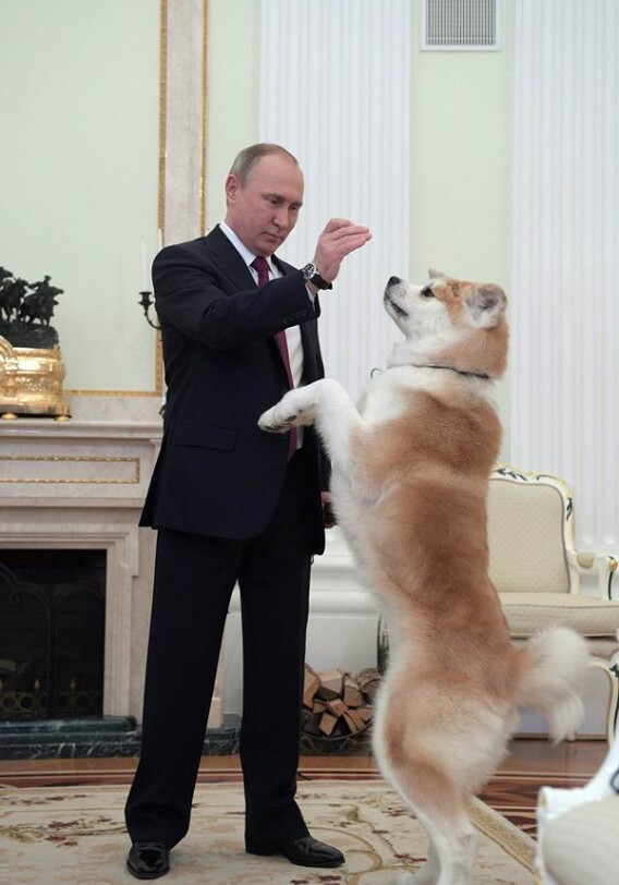 Путин показал японским журналистам подаренную ему в Японии собаку Юмэ