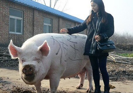 В Китае обнаружили 750-килограммовую свинью (Фото)