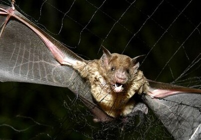 Ученые: летучие мыши в Бразилии стали пить кровь людей
