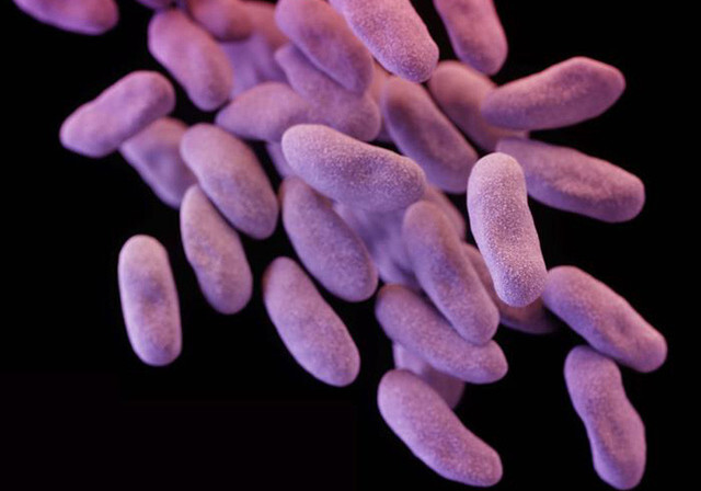 В США объявлено о первой смерти от супербактерии, устойчивой к 26 антибиотикам