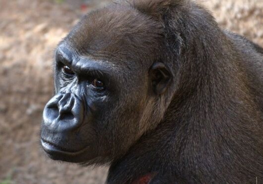 В США в возрасте 60 лет умерла самая старая горилла в мире