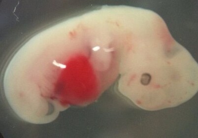 Ученые впервые создали эмбрион, состоящий из клеток человека и свиньи