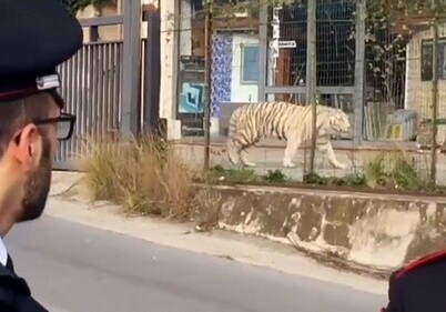 Сбежавший из цирка тигр несколько часов бродил по улицам Палермо (Видео)