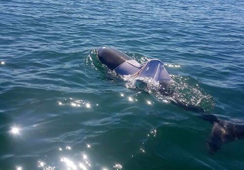 В Австралии ищут дельфина в футболке, которому грозит гибель