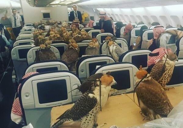 Интернет-пользователей заинтересовала фотография 80 соколов саудовского принца, летящих на самолете (Фото-Видео)
