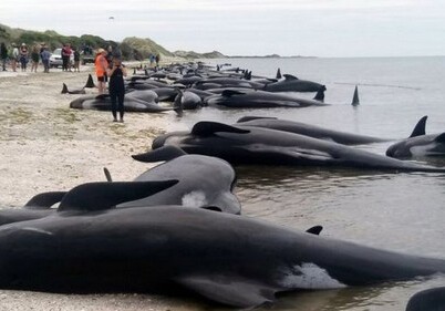 В Новой Зеландии на берег выбросились сотни китов (Фото-Видео)