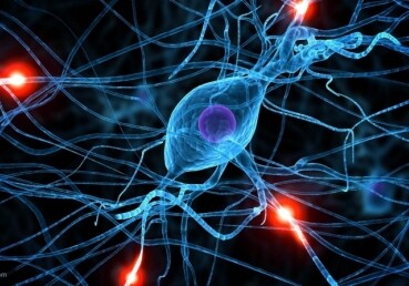 Ученые нашли новый общий принцип работы Интернета и мозга человека