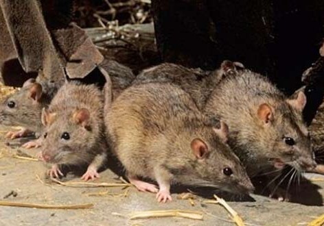Власти Нью-Йорка собирают экстренное заседание из-за нашествия крыс