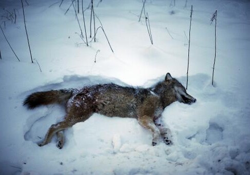 голыми руками убил волка