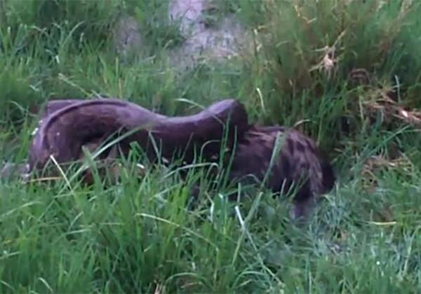 Гигантский питон проглотил 68-килограммовую гиену (Видео)