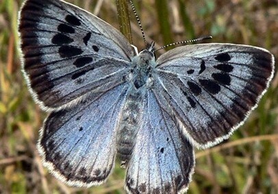 Британского коллекционера признали виновным в убийстве бабочки