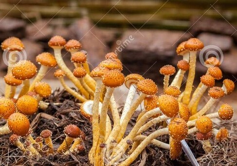 У китаянки в желудке выросли грибы