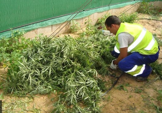В Аргентине легализовали марихуану в медицинских целях