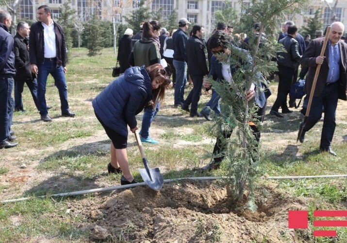 Руководство ПЕА провело в Баку кампанию по посадке деревьев (Фото)