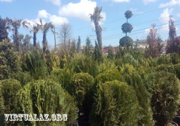 Бакинский дачник купил дерево хурмы за 14 тысяч манатов