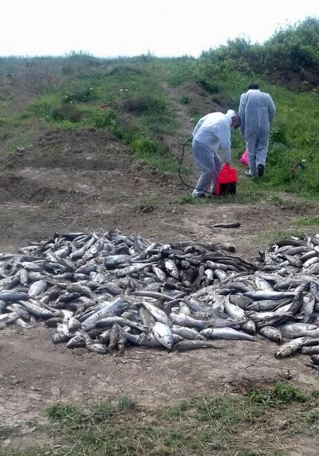ГСВК назвала причину массового падежа рыбы в Агджабеди (Фото)