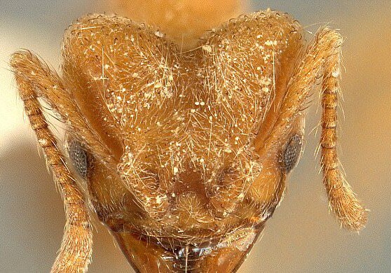Энтомологи назвали новый вид муравьев в честь группы Radiohead