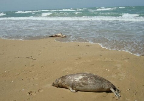 Отчего на Каспии гибнут тюлени? (Фото)