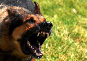 В Баку собака откусила ухо 3-летнему ребенку