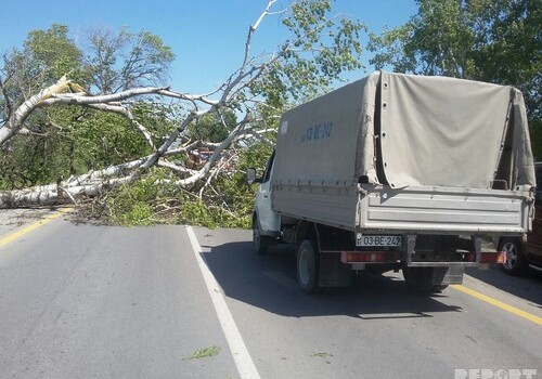 Обрушившиеся из-за сильного ветра деревья перекрыли дорогу Баку-Шамаха-Евлах (Фото)