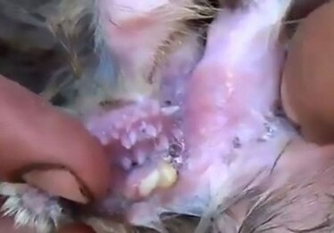В ухе овцы обнаружили рот, полный зубов (Видео)