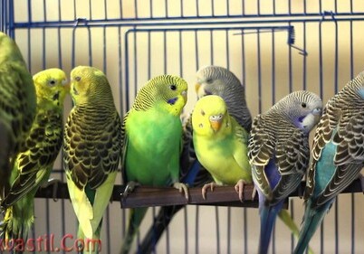 Необычная кража: у жительницы Баку похитили 30 попугаев