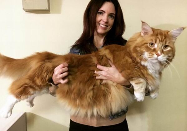 120-сантиметровый кот из Австралии стал звездой Сети (Фото)