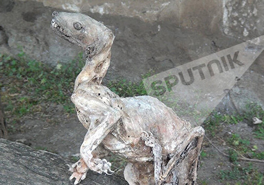 Уникальная находка в Азербайджане: найдена мумия невиданного зверя (Фото)