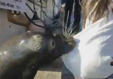 В Канаде морской лев схватил ребенка и утащил под воду (Видео)
