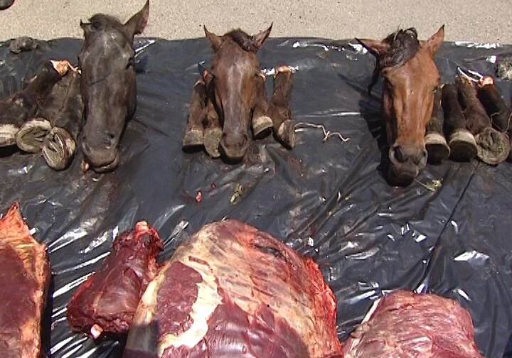 Задержаны лица, продающие мясо мертвых и больных лошадей (Фото)