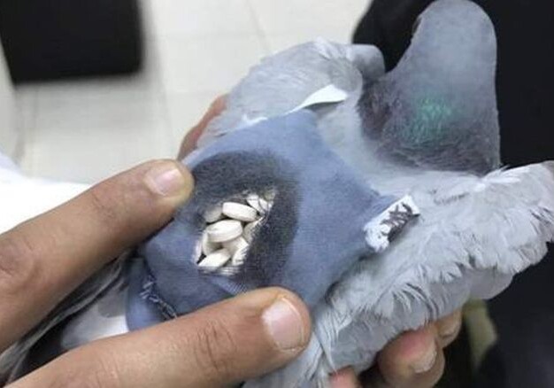 В Кувейте поймали голубя с мешком наркотиков (Фото)