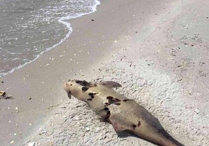 В Одессе на берег выбросило десятки мертвых дельфинов (Фото)